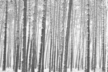 Siyah ve beyaz fotoğraf kış çam ormanının içinde soğuk ve rüzgarlı havalarda snowdrifts