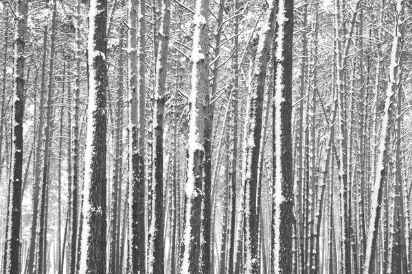 Черно Белое Фото Зимнего Соснового Леса Снежных Заносах Холодную Ветреную — стоковое фото