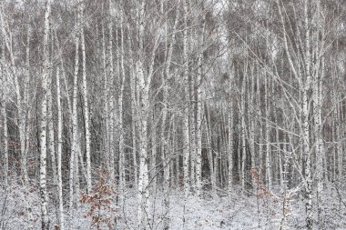 Kışın huş ağacında huş ağacı kabuğu olan siyah beyaz huş ağaçları ve diğer huş ağaçları.