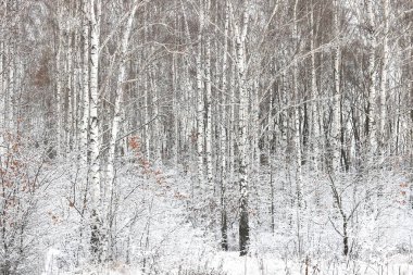 Kışın huş ağacında huş ağacı kabuğu olan siyah beyaz huş ağaçları ve diğer huş ağaçları.