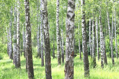 Güzel huş ağaçları ile beyaz huş ağacı kabuğu huş Grove yeşil huş ağacı yaprakları ile