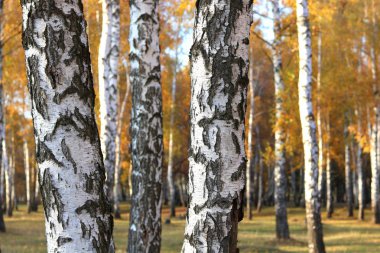 Huş ağacının diğer huş ağaçları arasında Ekim ayında sarı huş ağacında huş ağaçları ile güzel bir manzara