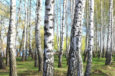 İlkbaharda huş ağacında siyah beyaz huş ağacına sahip genç huş ağacı diğer huş ağaçlarının arka planında.