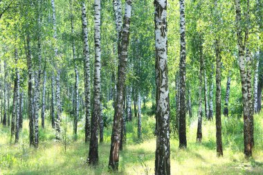 Güzel huş ağaçları ile beyaz huş ağacı kabuğu huş Grove yeşil huş ağacı yaprakları ile