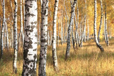 Huş ağacının diğer huş ağaçları arasında Ekim ayında sarı huş ağacında huş ağaçları ile güzel bir manzara