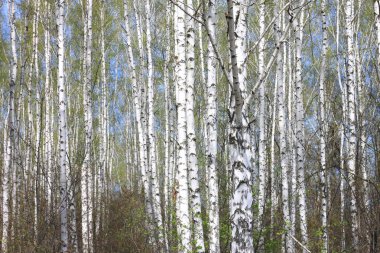 İlkbaharda huş ağacında siyah beyaz huş ağacına sahip genç huş ağacı diğer huş ağaçlarının arka planında.