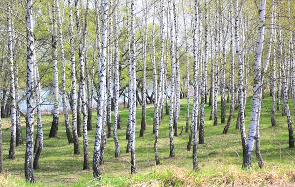 Jonge Berk Met Zwart Witte Berkenschors Het Voorjaar Berkenbos Tegen — Stockfoto