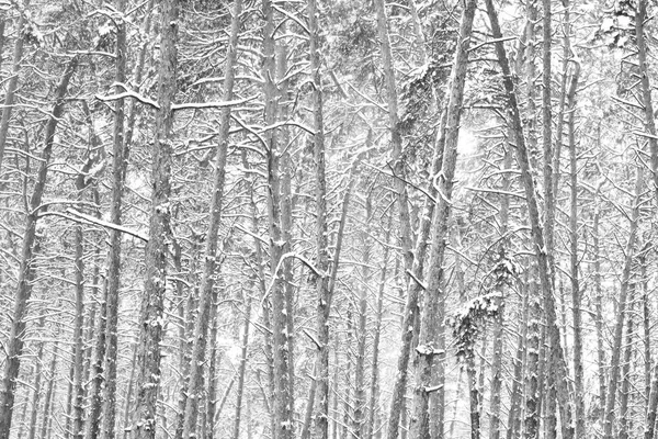 Foto Preto Branco Floresta Pinheiros Inverno Nevascas Tempo Frio Ventoso — Fotografia de Stock