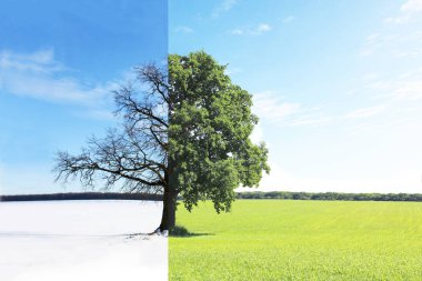 Yaz yeşil çim ve kış soğuk beyaz kar ile gelen mevsim değişen ağaç karışık farklı yanlarıyla soyut kolaj