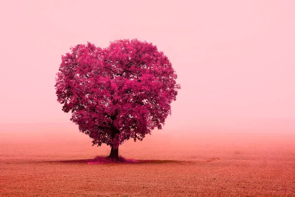 Foto Abstracta Con Árbol Forma Corazón Como Símbolo Amor Boda —  Fotos de Stock