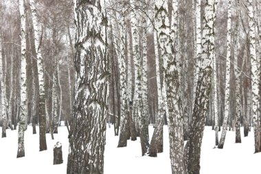 Huş Grove diğer ağaç arasında huş ağacı kabuğu ile siyah beyaz ağaç fotoğrafı siyah-beyaz