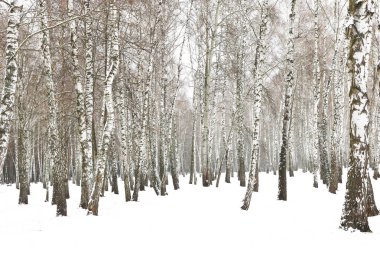 Huş Grove diğer ağaç arasında huş ağacı kabuğu ile siyah beyaz ağaç fotoğrafı siyah-beyaz