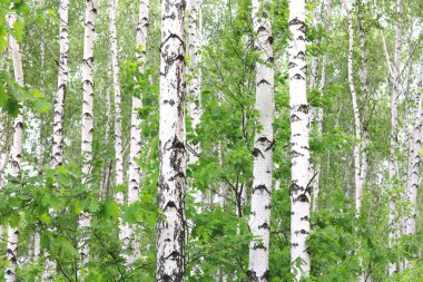 Güzel huş ağaçları ile beyaz huş ağacı kabuğu huş Grove yeşil huş ağacı yaprakları ile