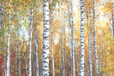 Huş ağacının diğer huş ağaçları arasında Ekim ayında sarı huş ağacında huş ağaçları ile güzel bir manzara