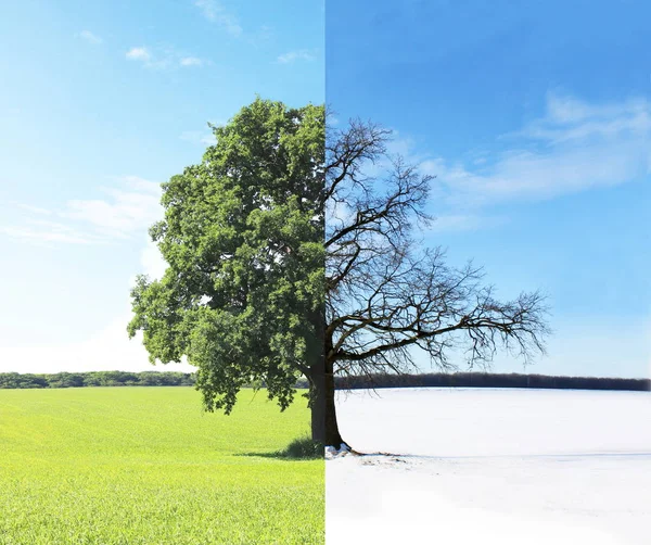 잔디와 차가운 겨울에 여름에서 변화와 나무의 측면과 콜라주 — 스톡 사진