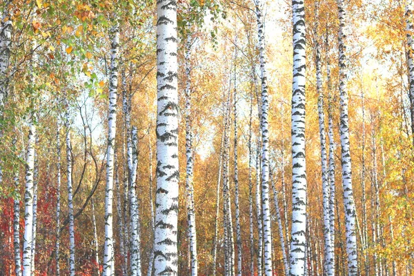 Beautiful Scene Birches Yellow Autumn Birch Forest October Other Birches — Stock Photo, Image