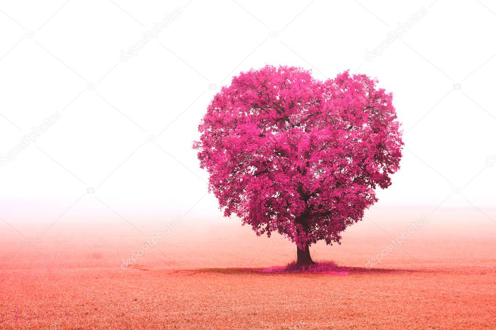valentines background, valentine background, valentine day, valentine day love beautiful, valentine's day, valentines, valentines day, valentine, love, background, nature, abstract, beautiful, landscape, beauty, red, plant, concept, field, blossom, s