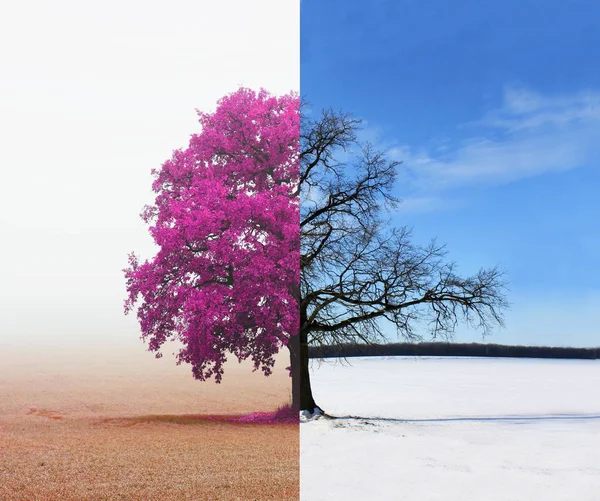 Colagem Abstrata Com Lados Diferentes Misturados Árvore Com Estações Mudança — Fotografia de Stock