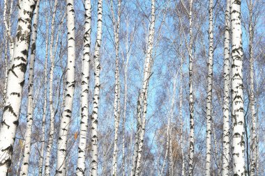 Huş Grove arasında diğer ağaç beyaz huş ağacı kabuğu ile birkaç ağaç