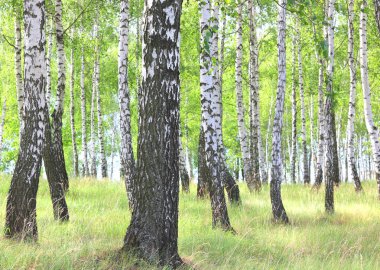 Güzel huş ağaçları ile beyaz huş ağacı kabuğu huş Grove yeşil huş ağacı yaprakları ile