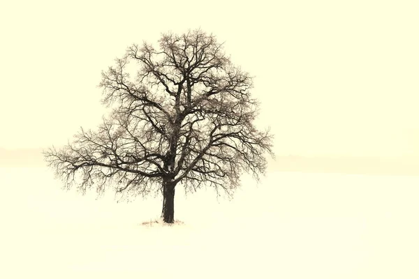 Lonely Winter Tree White Snow Cold Weather — Stock Photo, Image