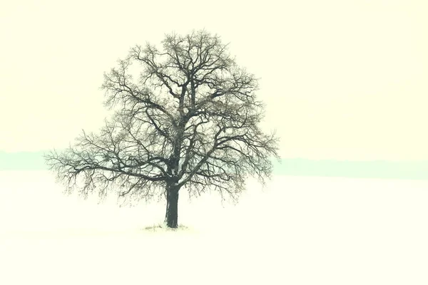 Osamělý Zimní Strom Bílém Sněhu Chladném Počasí — Stock fotografie