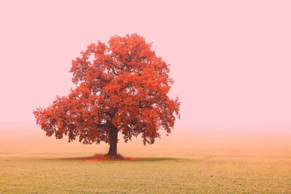 Mooi Abstract Landschap Met Ongewone Lonetree Onder Veld Herfst Mist — Stockfoto