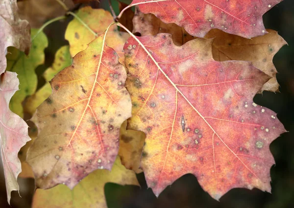 Podzimní Pozadí Barevnými Dubové Listy — Stock fotografie