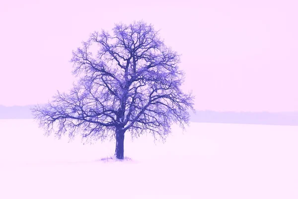 Einsamer Winterbaum Weißen Schnee Bei Kaltem Wetter — Stockfoto