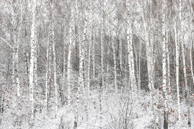 Kışın huş ağacında huş ağacı kabuğu olan siyah beyaz huş ağaçları ve diğer huş ağaçları.