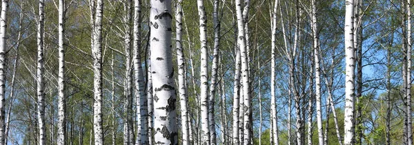 Young Birch Black White Birch Bark Spring Birch Grove Background — Stock Photo, Image