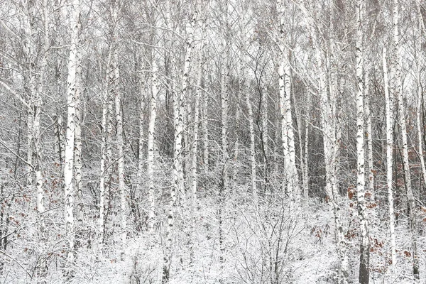 Black and white birch trees with birch bark in birch forest among other birches in winter on snow