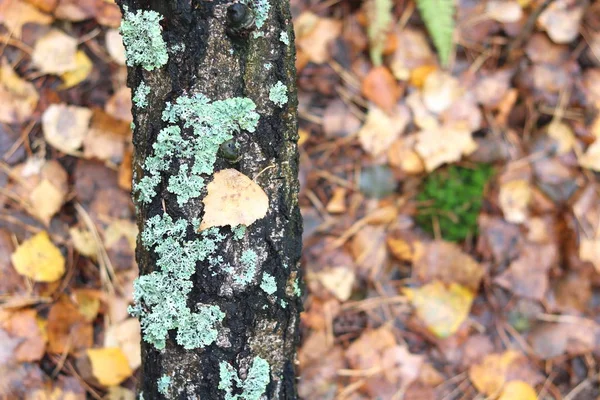 Beautiful birch tree with white birch bark in birch grove with birch leaves in fall