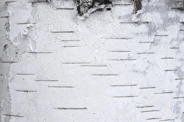 Padrão Casca Bétula Com Listras Bétula Preta Casca Bétula Branca — Fotografia de Stock