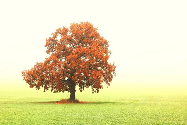 Beau Paysage Abstrait Avec Arbre Solitaire Inhabituel Parmi Les Champs — Photo