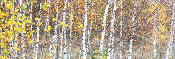 Mooie Scène Met Berken Gele Herfst Berkenbos Oktober Onder Andere — Stockfoto
