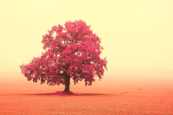 Bela Paisagem Abstrata Com Árvore Solitária Incomum Entre Campo Outono — Fotografia de Stock