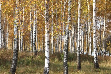 Huş ağacının diğer huş ağaçları arasında Ekim ayında sarı huş ağacında huş ağaçları ile güzel bir manzara