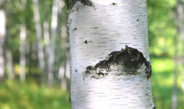 Güzel huş ağaçları ile beyaz huş ağacı kabuğu huş Grove yeşil huş ağacı yaprakları ile
