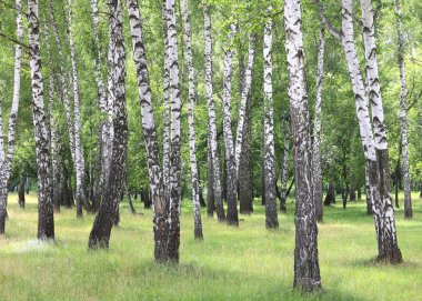 Güzel huş ağaçları ile beyaz huş ağacı kabuğu huş Grove yeşil huş ağacı yaprakları ile