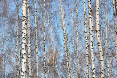 Güzel huş ağaçları ile beyaz huş ağacı kabuğu huş Grove yeşil huş ağacı yaprakları ile