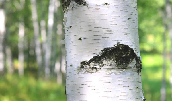 Beaux Bouleaux Écorce Bouleau Blanc Dans Bosquet Bouleaux Aux Feuilles — Photo