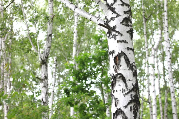 Fehér Nyír Kéreg Nyírfa Liget Gyönyörű Nyírfa — Stock Fotó
