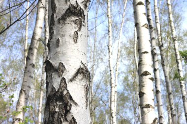 İlkbaharda huş ağacında siyah beyaz huş ağacına sahip genç huş ağacı diğer huş ağaçlarının arka planında.
