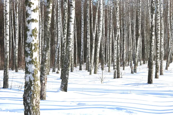 白樺林の白樺林と黒と白の白樺の木は雪の上で冬に他の白樺の間で — ストック写真