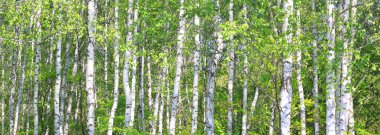 Güzel huş ağaçları ile beyaz huş ağacı kabuğu huş Grove