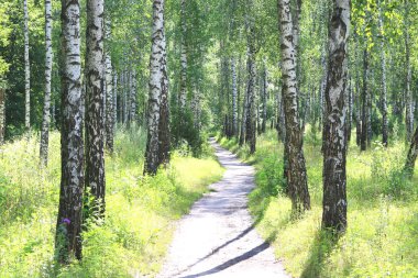 Güzel huş ağaçları ile beyaz huş ağacı kabuğu huş Grove