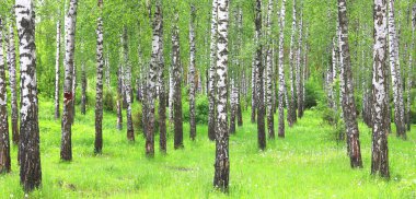 Güzel huş ağaçları ile beyaz huş ağacı kabuğu huş Grove