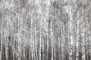 Siyah ve beyaz huş ağaçları huş ağacı orman arasında diğer ağaç kışın huş ağacı kabuğu ile