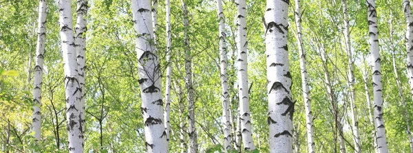 Beautiful birch trees with white birch bark in birch grove